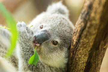 koala © nattanan726