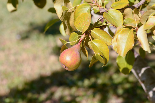 Pear growing on tree in orchard