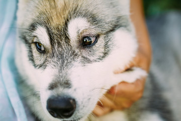 Little Girl And Puppy Dog Husky