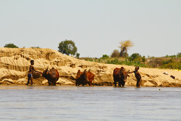 Poor malagasy boys washing angry bulls- zebu in river, madagasca