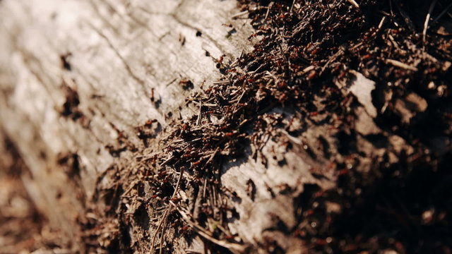 anthill in the forest