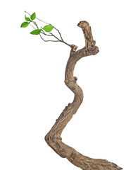 Naklejka premium dry branch