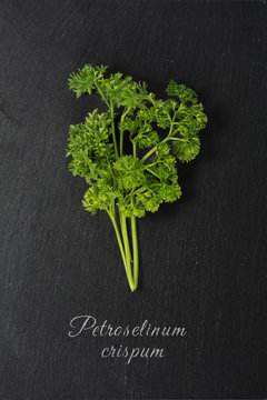  parsley on dark slate with text: Petroselinum crispum