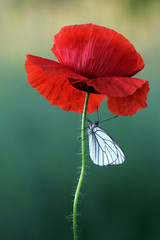 Poppy flower with white butterfly