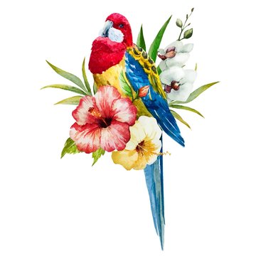 Watercolor rosella bird