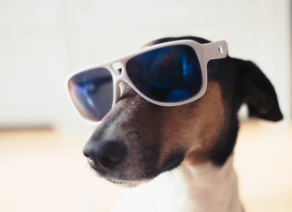 Terrier dog wearing sunglasses 