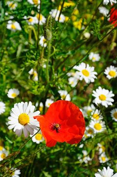 Red poppy and daisies.