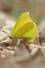 Common Brimstone - Gonepteryx rhamni 