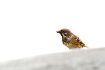 (Bird) Eurasian Tree Sparrow isolate on white background