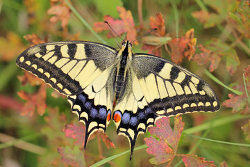 Obraz premium Swallowtail butterfly (Papilio machaon)