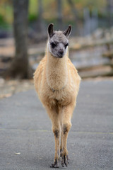 Fototapeta premium リャマのポートレート