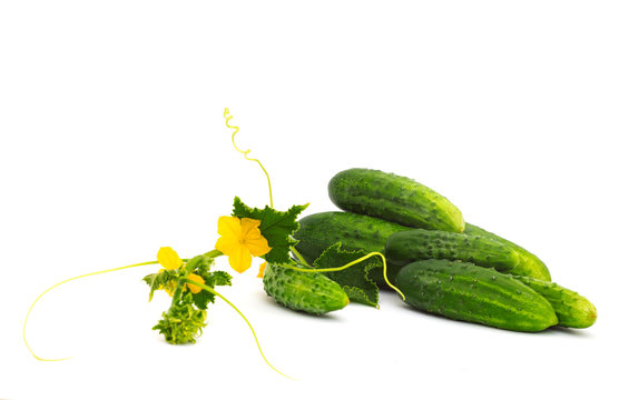 cucumbers with a branch  flower on a white background