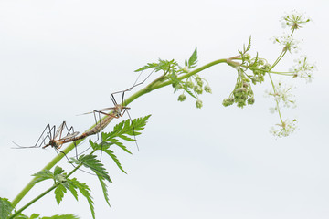 Mosquitos mating - perfect macro view