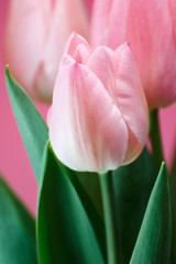 Naklejka premium チューリップ
