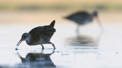 Water Rail at the shallow water with Black-tailed Godwit