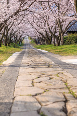 Fototapeta na wymiar 桜のアーチ＠佐賀県武雄市