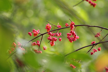 Euonymus europaeus, known as spindle, and also as European spindle and common spindle 