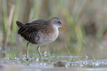 Water Rail in the reeds
