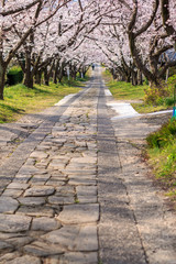 桜のアーチ＠佐賀県武雄市