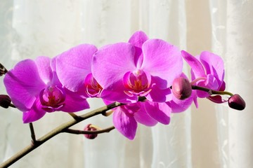 Pink orchids on cream coloured background