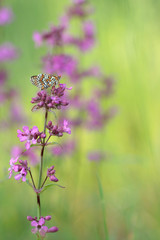 Pink flowers with butterfly Glanville Fritillary (Melitaea cinxia)
