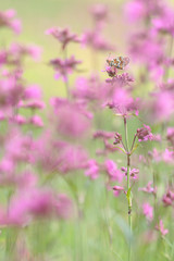 Butterfly on pink flower