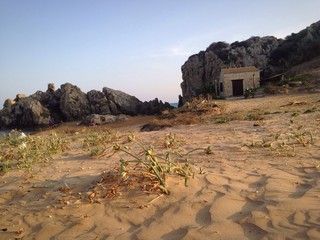 vegetazione tra la sabbia