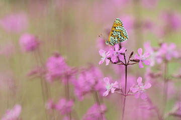 Butterfly and pink flowering meadow