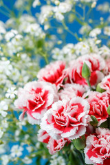 カーネーション