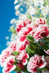 カーネーション