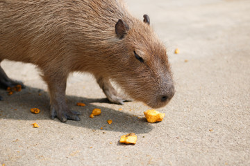 カピバラのポートレート