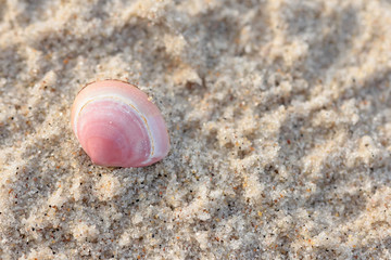 Sandy background with shells