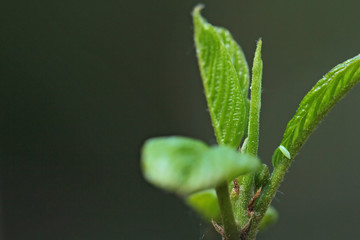 Brimstone butterfly egg - perfect macro view