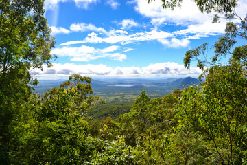 Rainforest Australia