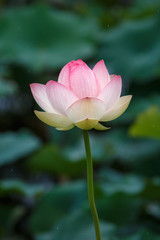 Fototapeta premium 蓮の花