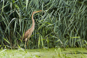 Airono rosso ( Ardea purpurea )