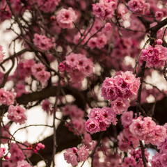 Cherry blossom