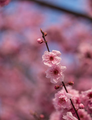 Cherry blossom