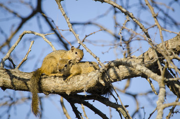 Scoiattoli sull'albero