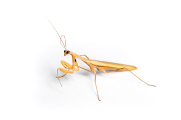 Giovane esemplare di Mantide religiosa  isolato su sfondo bianco