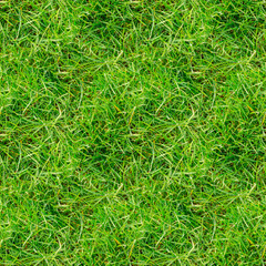 Green grass seamless texture