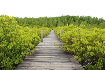 Walkway made from wood and mangrove field 