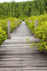 Walkway made from wood and mangrove field 