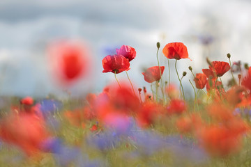 Wild flower meadow with poppies and Cornflowers with selective focus on poppy