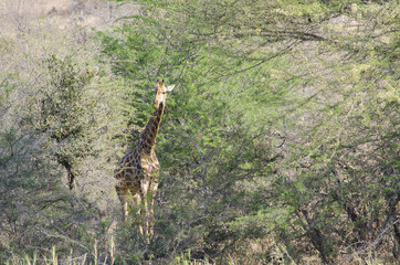 Giraffa nella savana