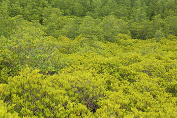 Obraz premium Mangrove trees of Prong Thong forest,Thailand