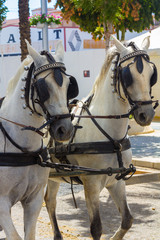 Andalusian horses with their preparations