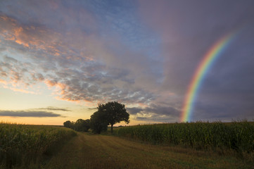 Kolorowa tęcza nad polem po przejściu porannej ulewy © Mike Mareen