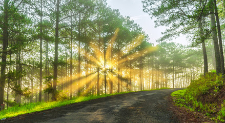 Sunray inside pine forest with golden rays radiating from the sun inside pass winding road it's great to watch this scene