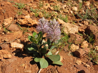 gammon ranges, south australia